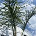 Syagrus Romanzoffianum, Kráľovská palma, kont. C35L, výška kmeňa: 75-100 cm, celková výška: 220-260 cm (-2°C)